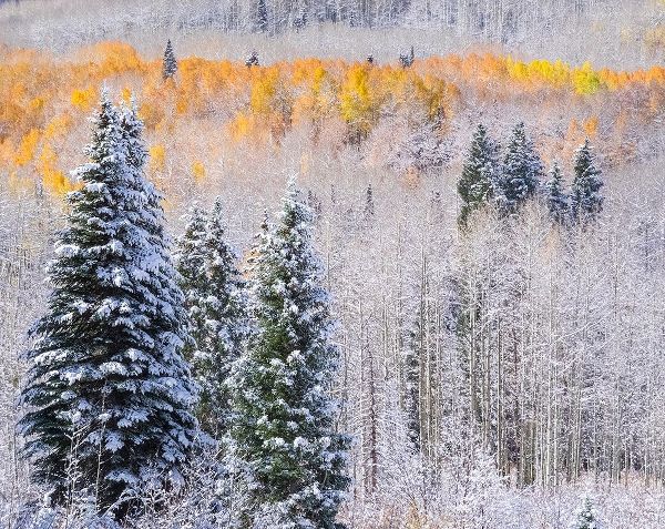 Colorado-Keebler Pass-fresh snow on Aspens with Fall Colors